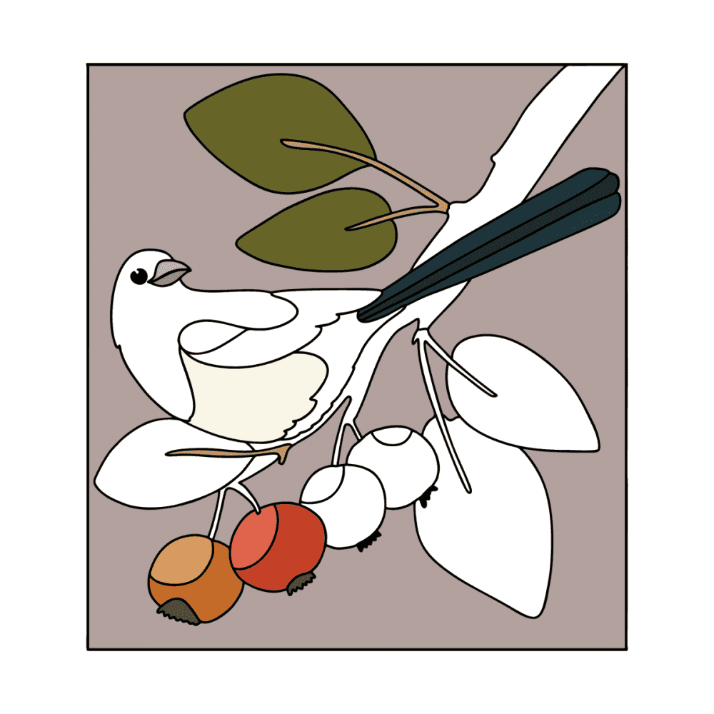 Birds Coloring pages for Adults ♥ Print and Online for Free