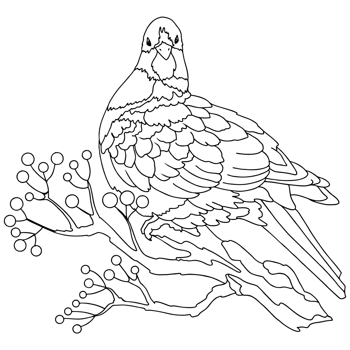 Dove bird - Birds Coloring pages for Adults Online and Print