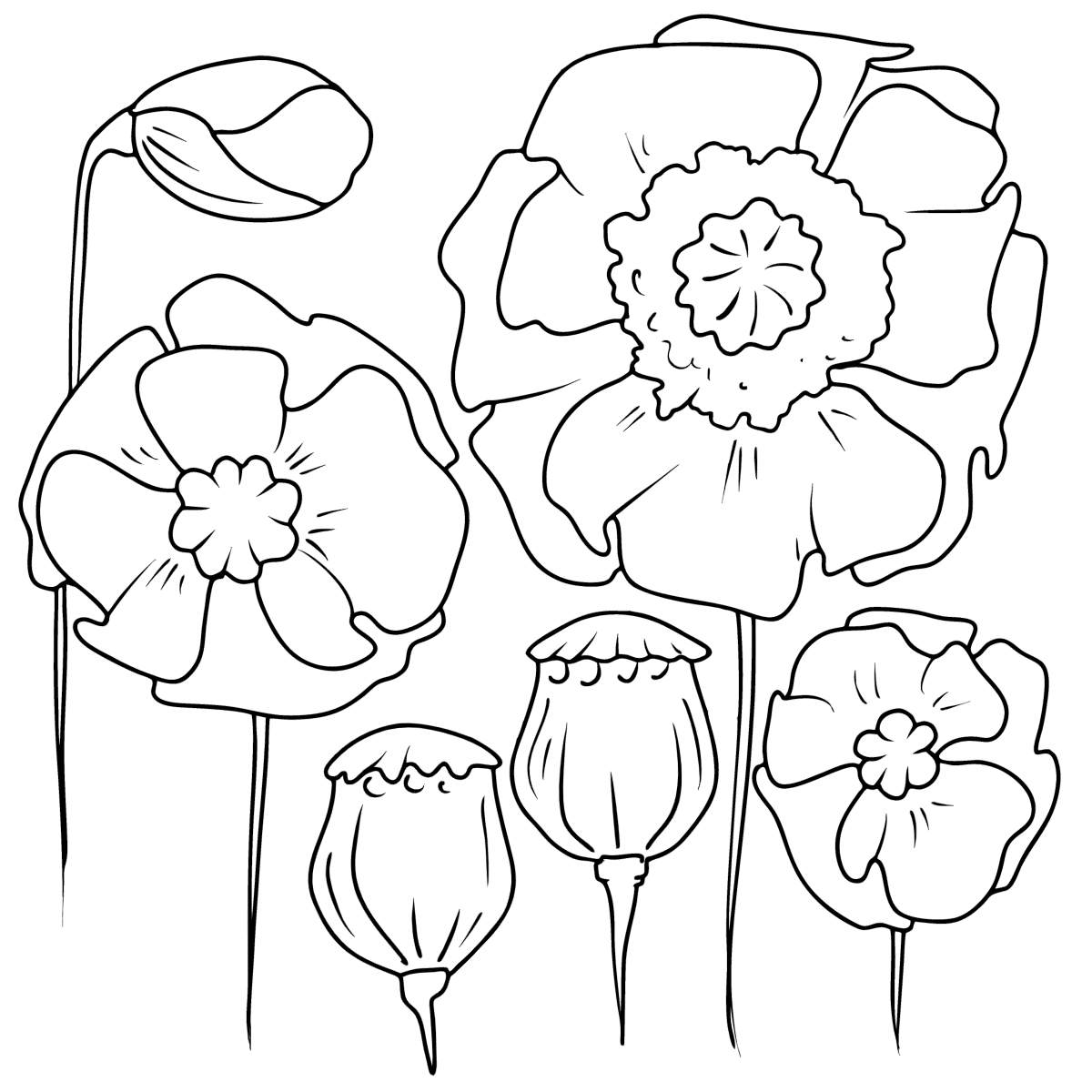 Colorful poppies - Flowers Coloring Pages for Adults Online