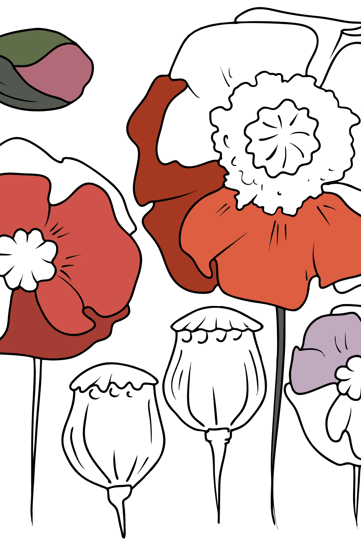 Coloriage Coquelicots colorés - Coloriages pour adultes