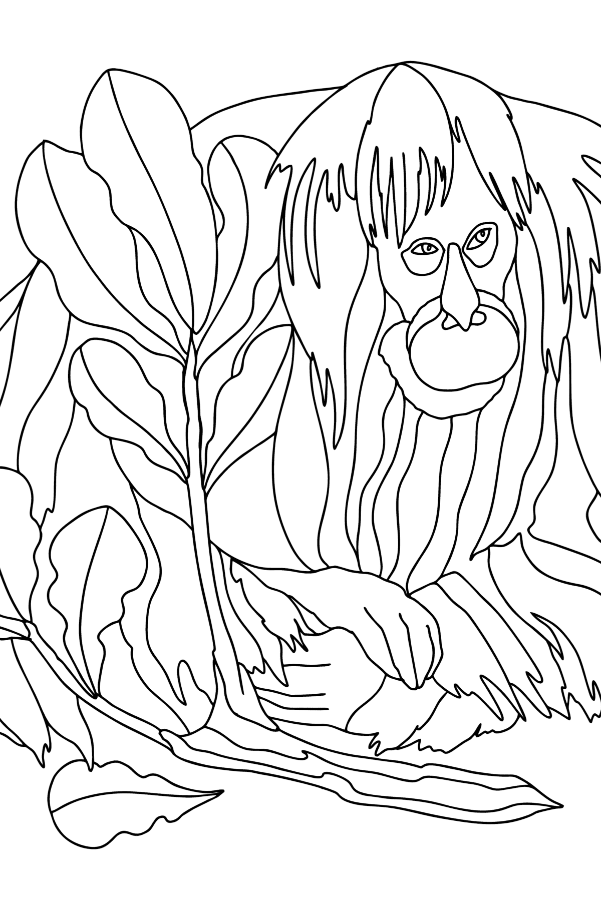 Roter Orang-Utan - Ausmalbilder Affe für Erwachsene online