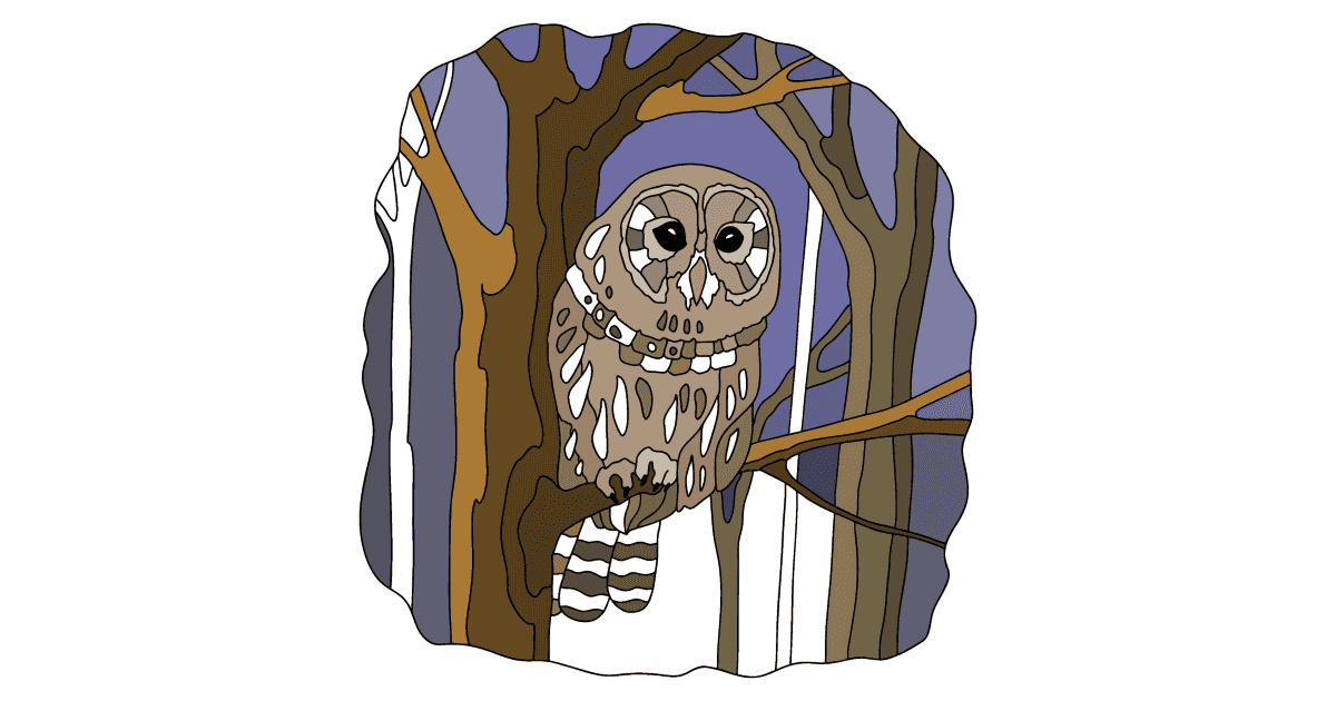 Barred Owl - Owls coloring pages for Adults online and printable